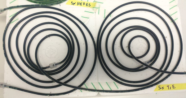 Synechocystis sp. and P. taiwanensis in capillary photobioreactors after 4 weeks of cultivation (&copy; Amelie Kenkel / UFZ)